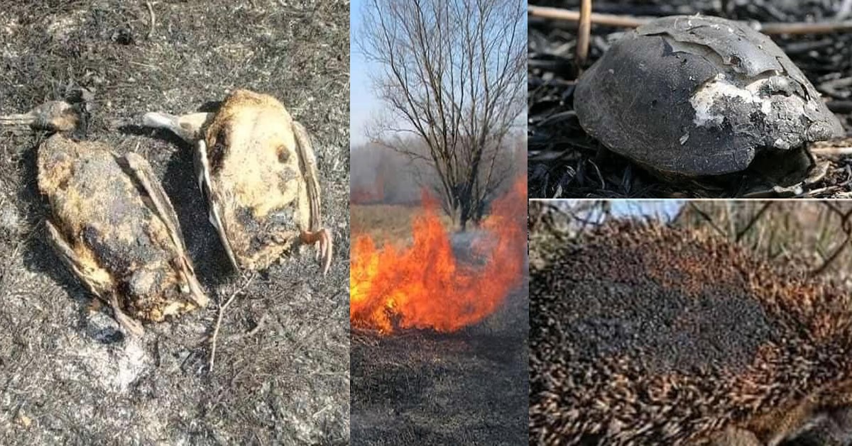 Deși este ilegal, au dat foc și au ars de vii animalele nevinovate