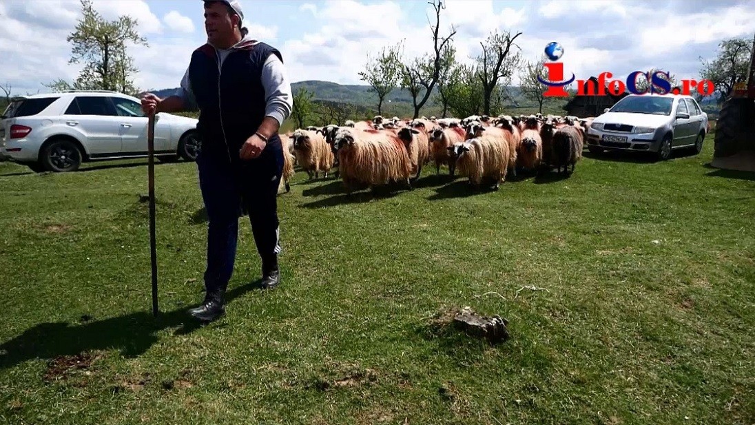 Măsuratul oilor – Traditia merge mai departe la Tarnova VIDEO