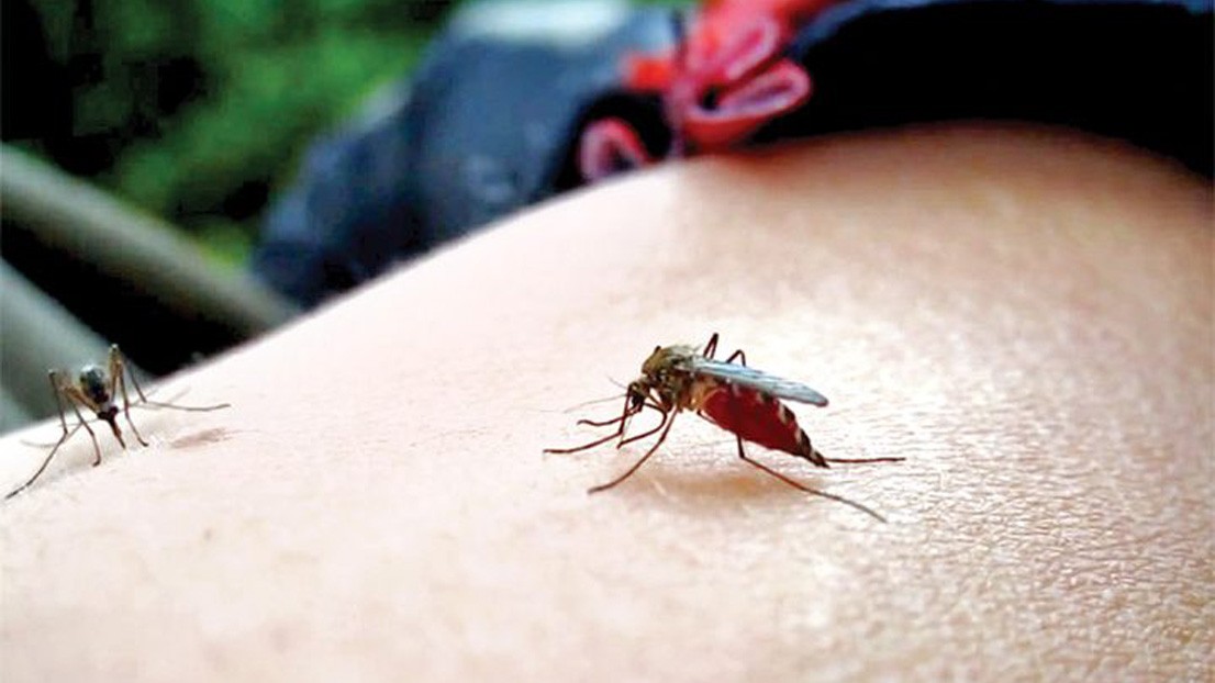 Cinci specii noi de țânțari în România