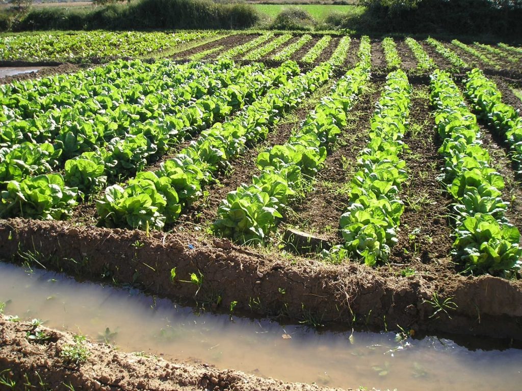 Agricultura ecologică are căutare în Caraș SEverin