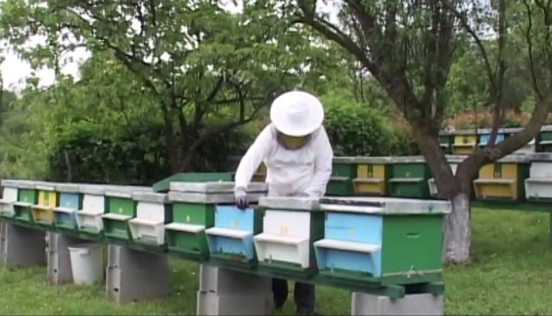 Crescătorii de albine primesc sprijin din partea Guvernului VIDEO