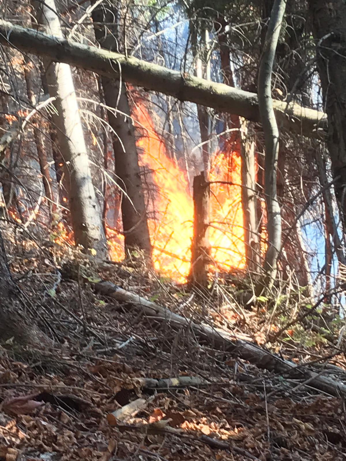 Foc de padure la Cornereva in Caras Severin – Pericol de extindere in Domogled
