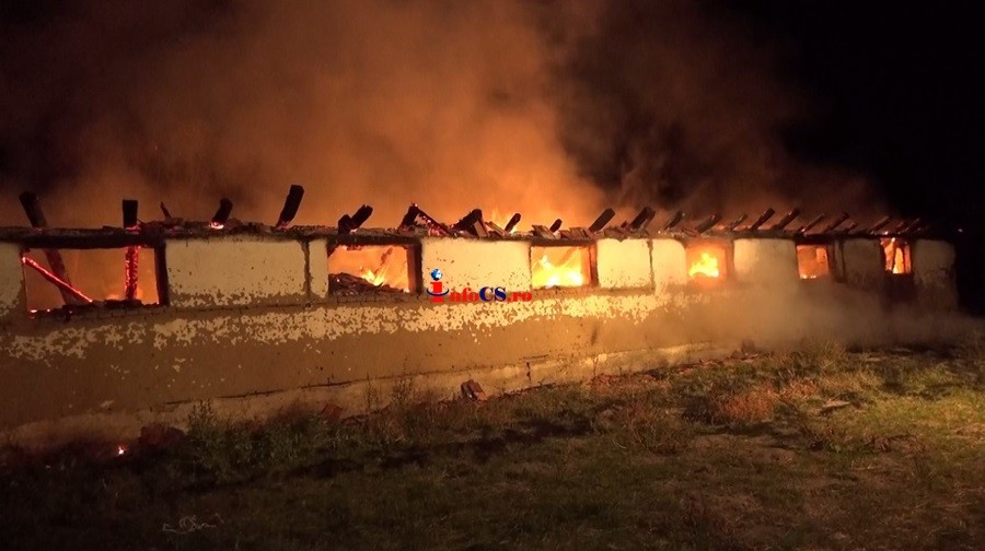 Foc pus intenţionat la un adăpost de animale la Remetea Pogănici VIDEO EXCLUSIV