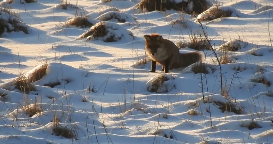 Vulpe vânător în plină acţiune în Munţii Ţarcu VIDEO