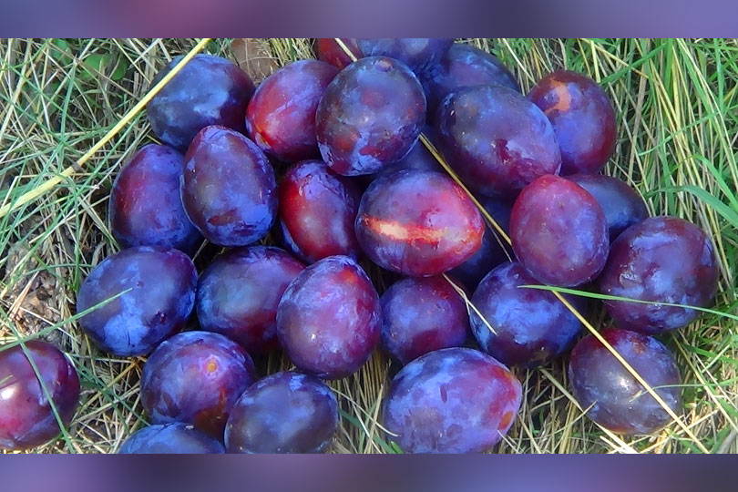 Belșug de prune si fructe de vara în livezile almăjenilor VIDEO