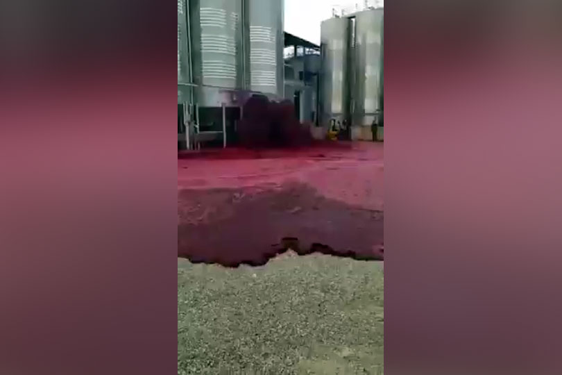 Mareea roșie – Inundatie cu 50.000 de litri de vin la o podgorie VIDEO