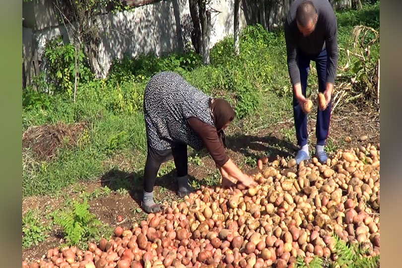 Producţie record de cartofi în acest an la Padina Matei și în satele din Clisura Dunării VIDEO