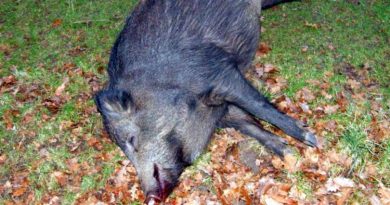 Pesta porcină africană evoluează în fondurile de vânătoare din Caraş-Severin VIDEO