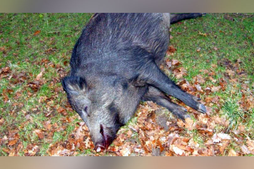 NEWS ALERT Un nou focar de pestă porcină africană în Caraș Severin