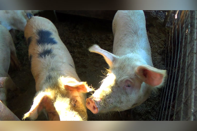 Porcul de Crăciun – prețul cărnii de porc cu o lună înaintea sărbătorii VIDEO