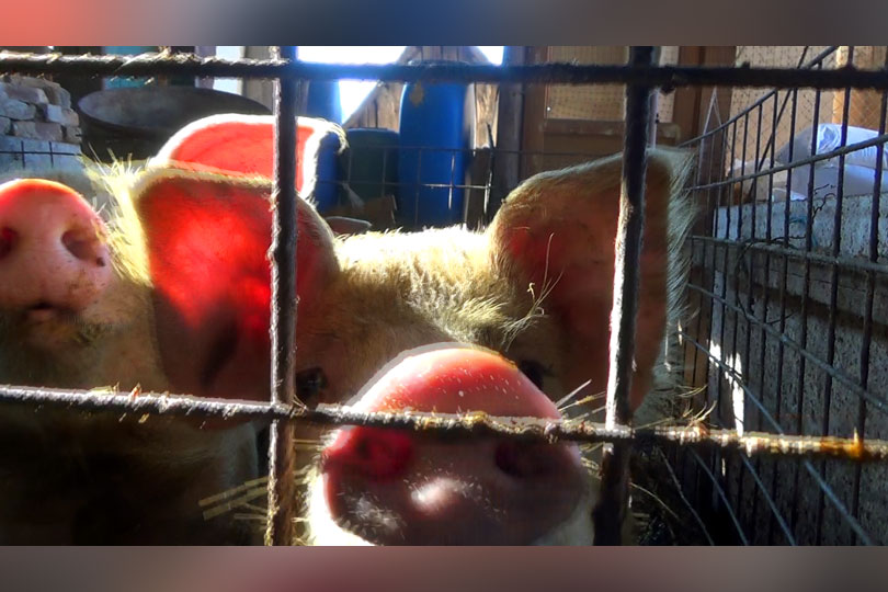 Cât vor da bănățenii pe kilogramul de porc pentru la Crăciun VIDEO