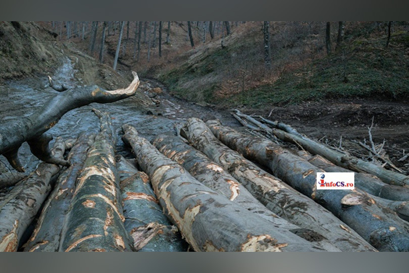 Lege pentru interzicerea tăierilor de păduri în parcurile naţionale, depusă de senatorul USR Mihai Goţiu