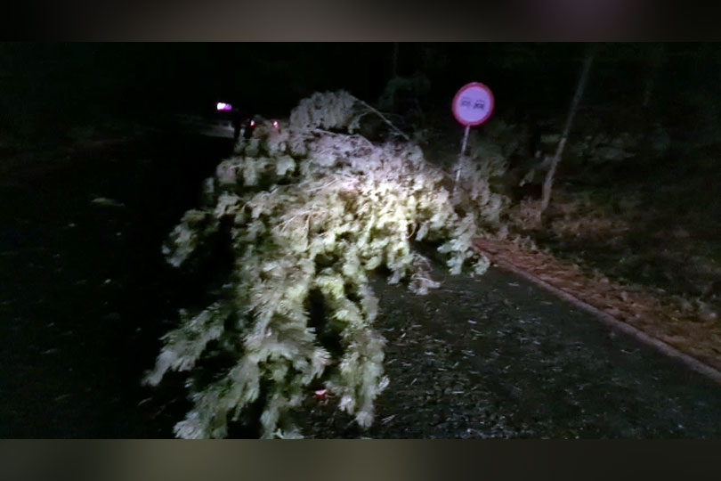 Din cauza vântului puternic, un copac căzut pe carosabil, blocând circulația lângă Anina pe DN57 VIDEO