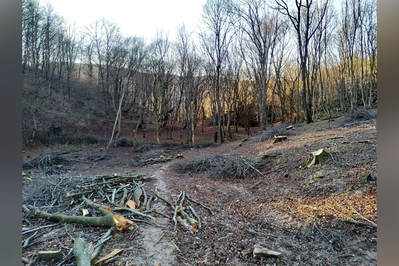 Zonă turistică și pădure distruse cu drujbele și topoarele la Reșița VIDEO