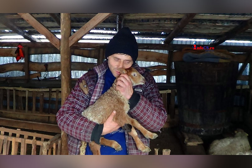 Viața la stână pe timp de iarnă în Valea Almăjului – Cum se descurcă un cioban cu 200 de oi la minus 15 grade VIDEO