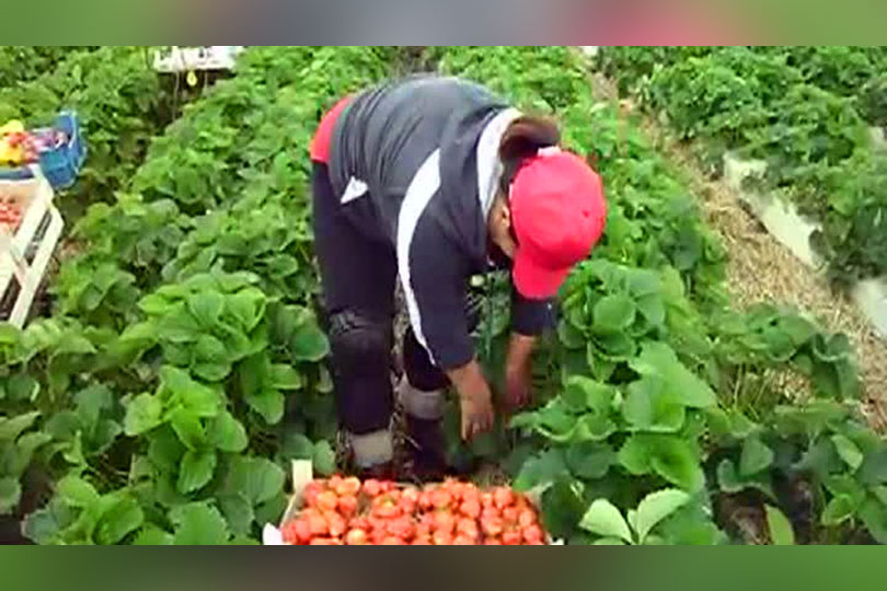 900 locuri de muncă la căpșuni și fructe în Spania prin intermediul Reţelei EURES România