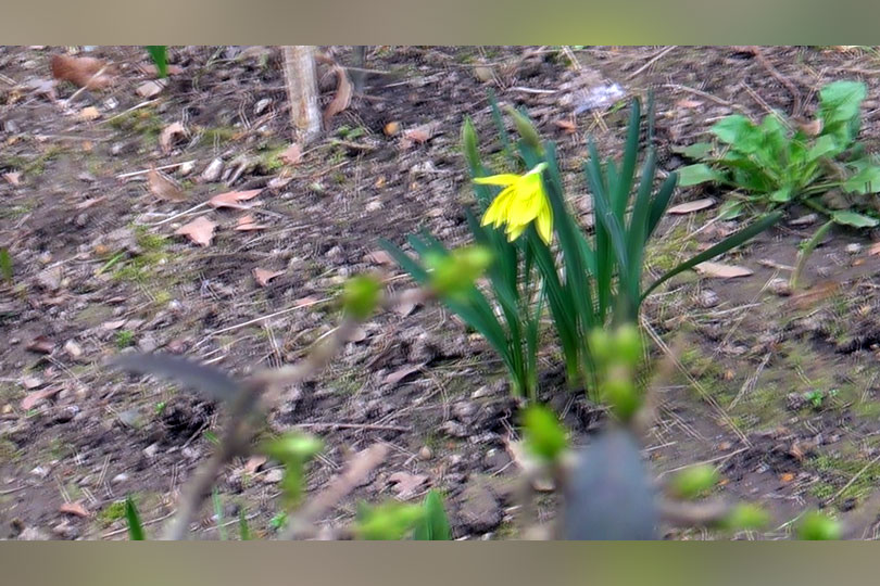 Și totuși vine primăvara – Corcodușii au înflorit în cinstea ei VIDEO