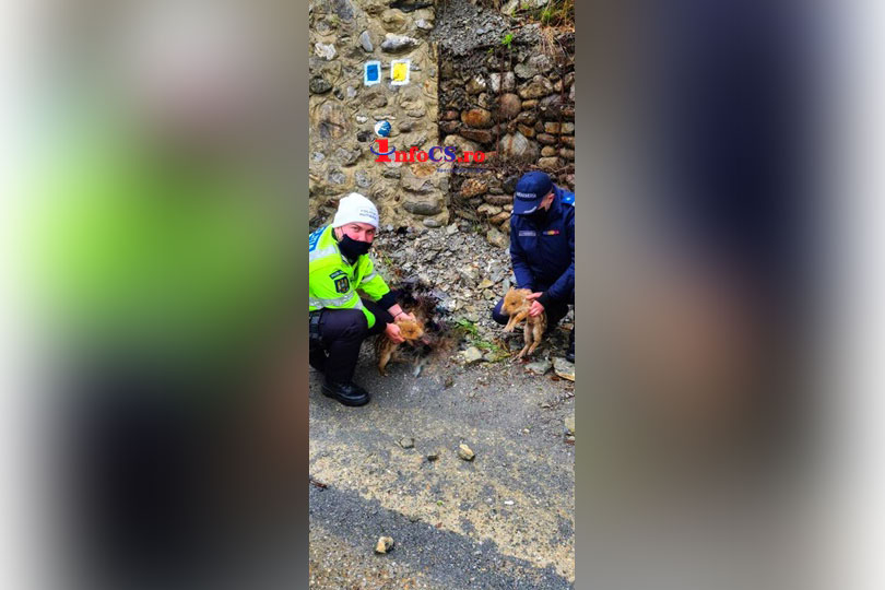 Purcei de mistreț salvați de polițiștii din Herculane în urma unui accident nefericit