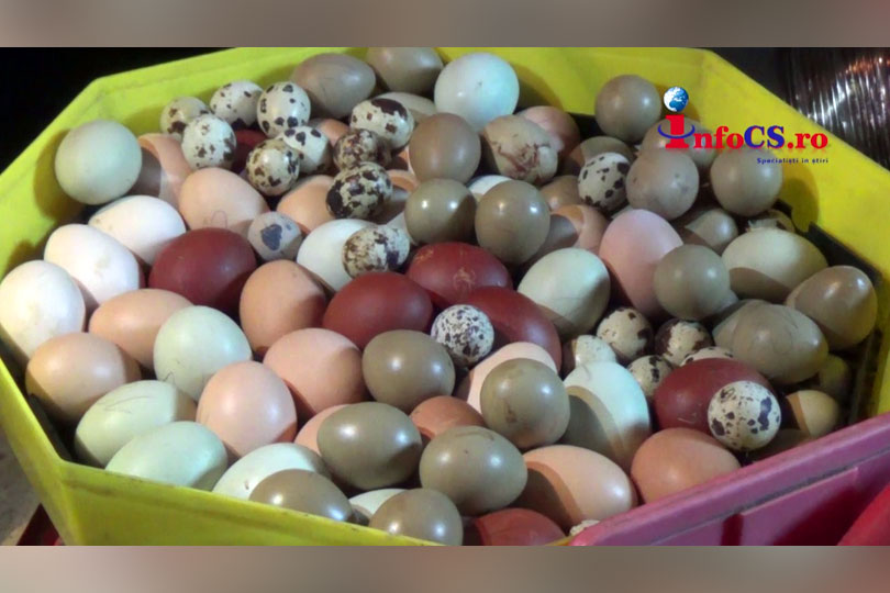 Găinile de la Soceni care fac oua ecologice gata colorate  VIDEO