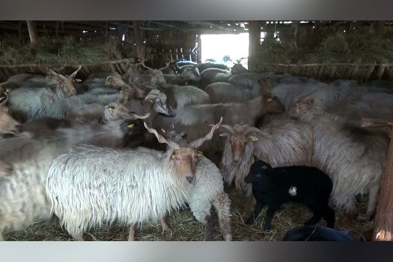 În sudul județului Caraş-Severin, se găsește o rasă unică de oi în România – Oaia Rațca VIDEO