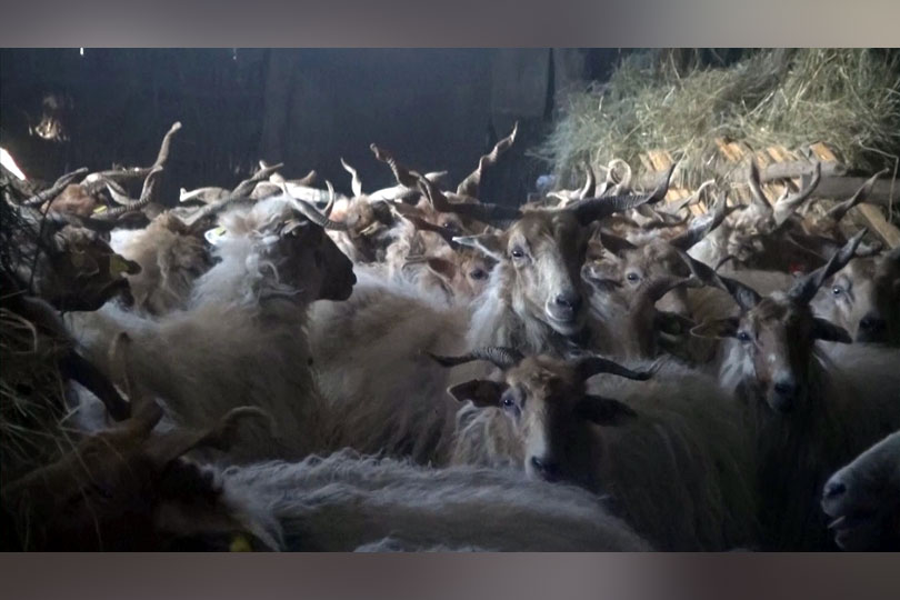 Creșterea oilor – O îndeletnicire tot mai rară în Banatul Montan VIDEO