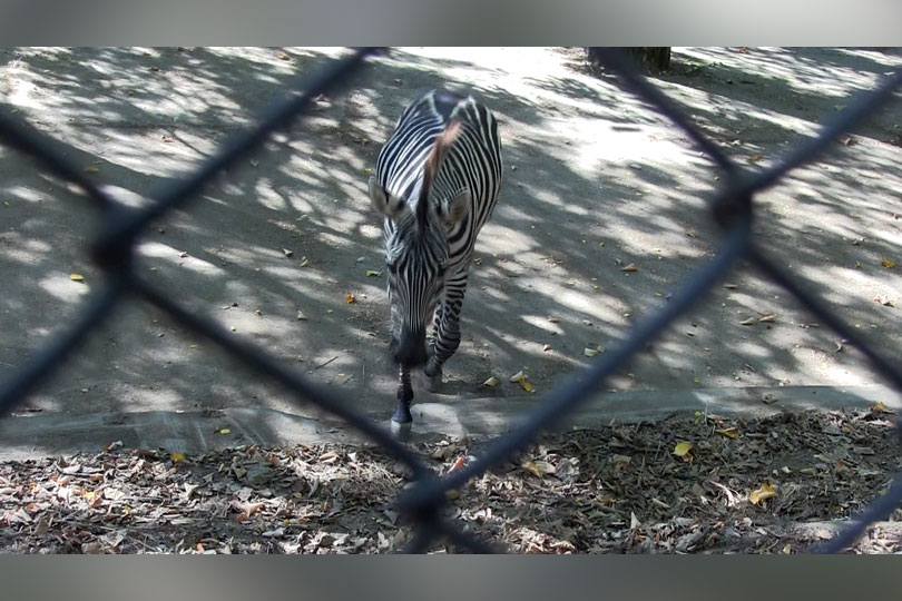 Atracție pentru copii – Zoo Reșița are un nou locatar – O zebră superbă VIDEO