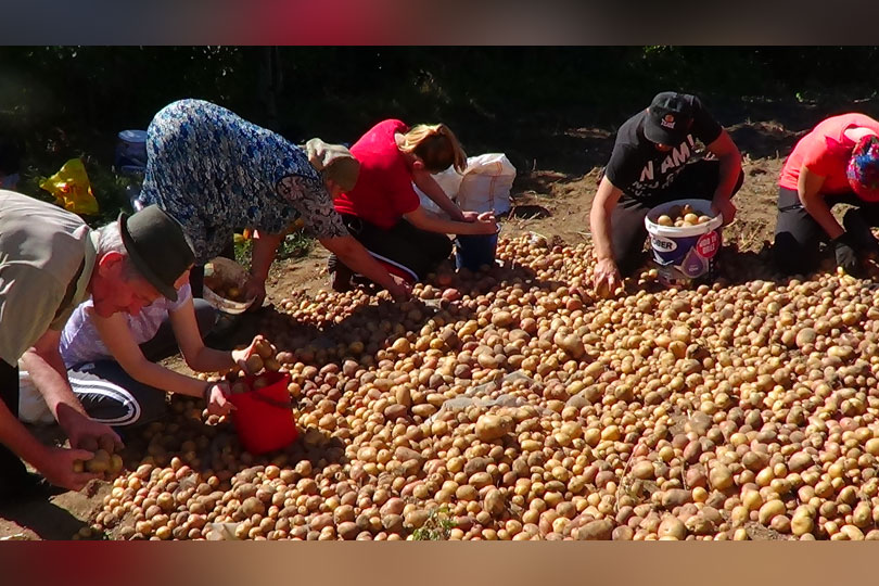 Recolta slabă din acest an ridică prețul cartofilor în Banatul Montan VIDEO