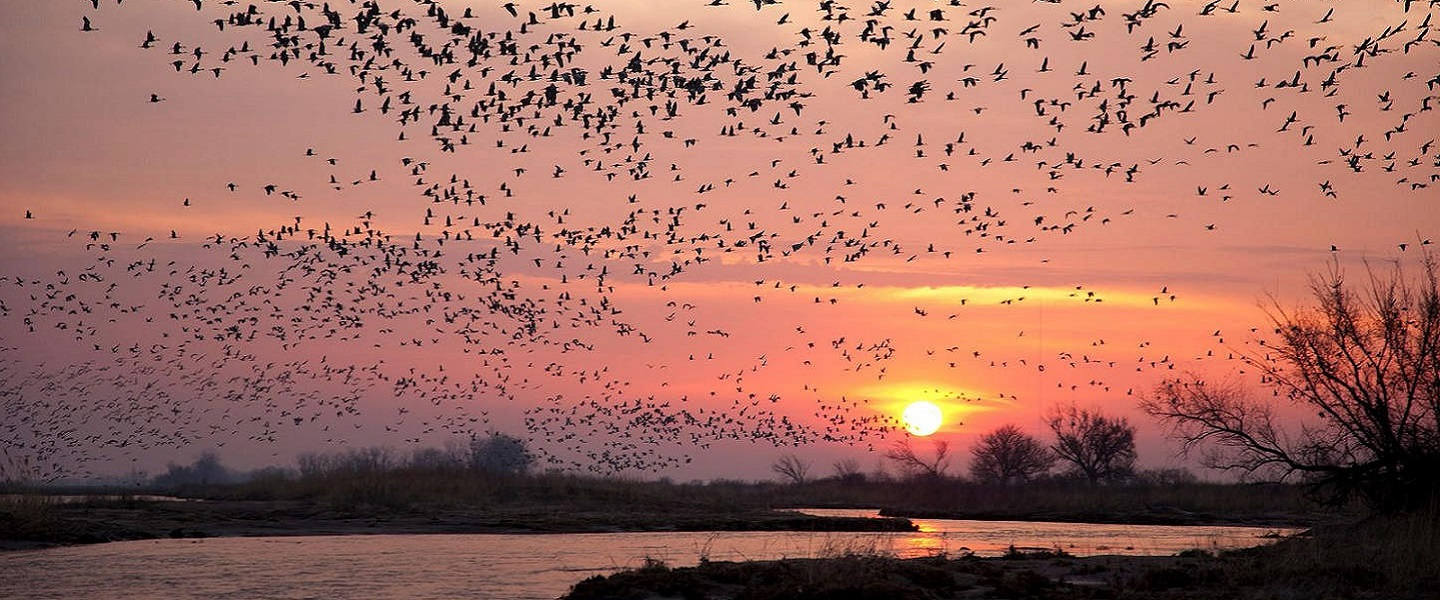Ziua Mondială a Păsărilor Migratoare marcata la APM Caras Severin VIDEO