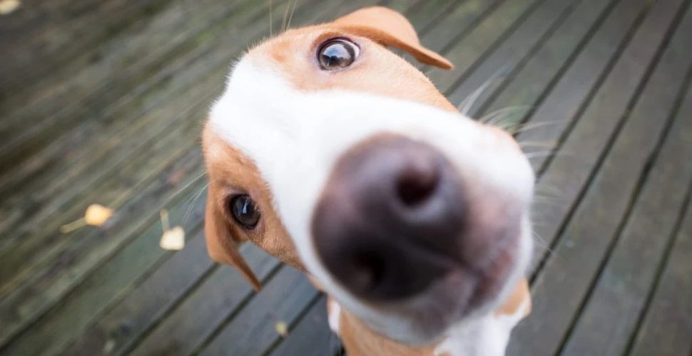 Un nou studiu explică de ce își înclină câinii capul atunci când vorbim cu ei