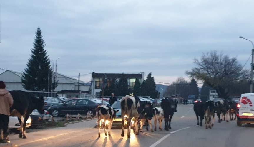 Caii și vacile lăsate libere pe drumurile publice – Pericol pentru circulaţie pe DN57B VIDEO