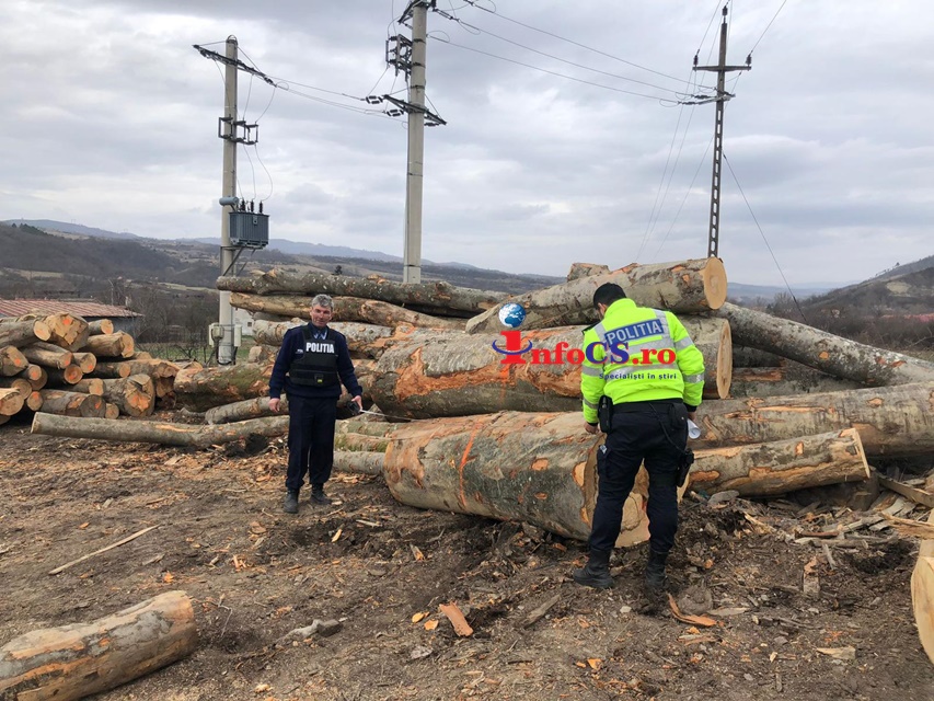 Aproape 6000 de metri cubi de lemn au fost furați anul trecut din pădurile cărășene VIDEO