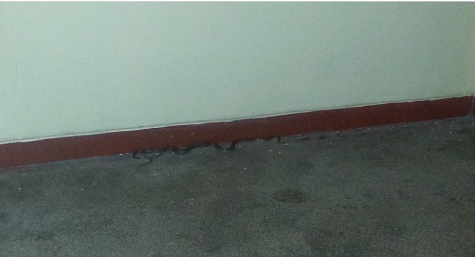 Cu șarpele în casa scărilor în mijlocul orașului la Reșița  VIDEO