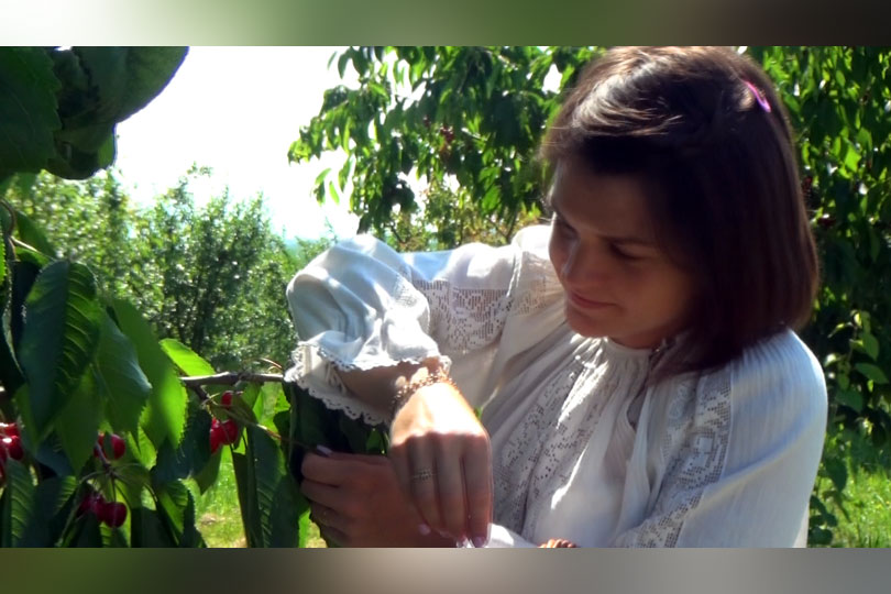 Fata cu cireșe roșii la urechi din livada cu pomi din Ticvaniul Mare VIDEO