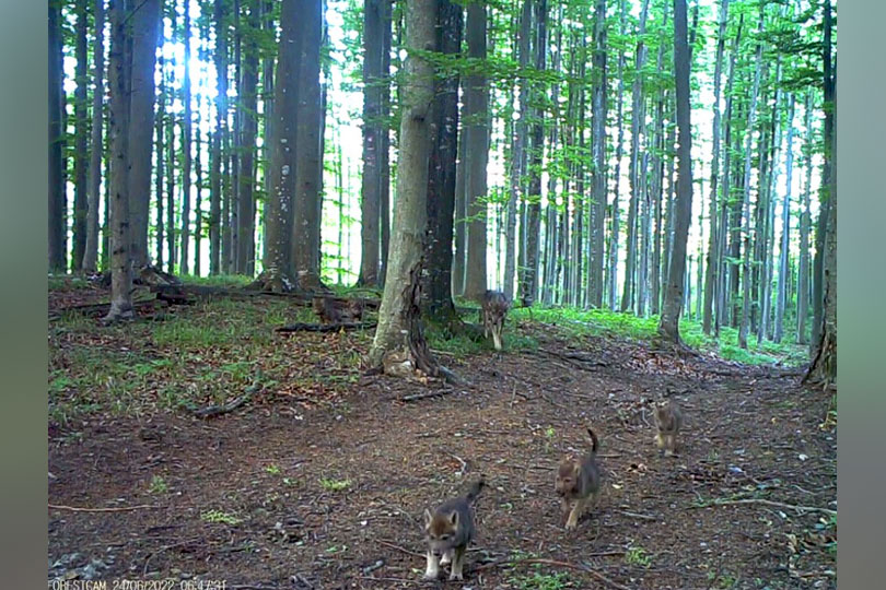 Familie de lupi surprinsă în mediul ei de rangerii Parcului Național Semenic – Cheile Carașului VIDEO