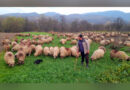 Viața la stână pe timp de iarnă la Rusca Teregova– Cum se descurcă un cioban cu 200 de oi VIDEO