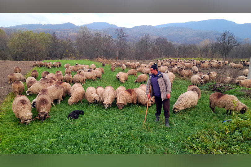 Viața la stână pe timp de iarnă la Rusca Teregova– Cum se descurcă un cioban cu 200 de oi VIDEO