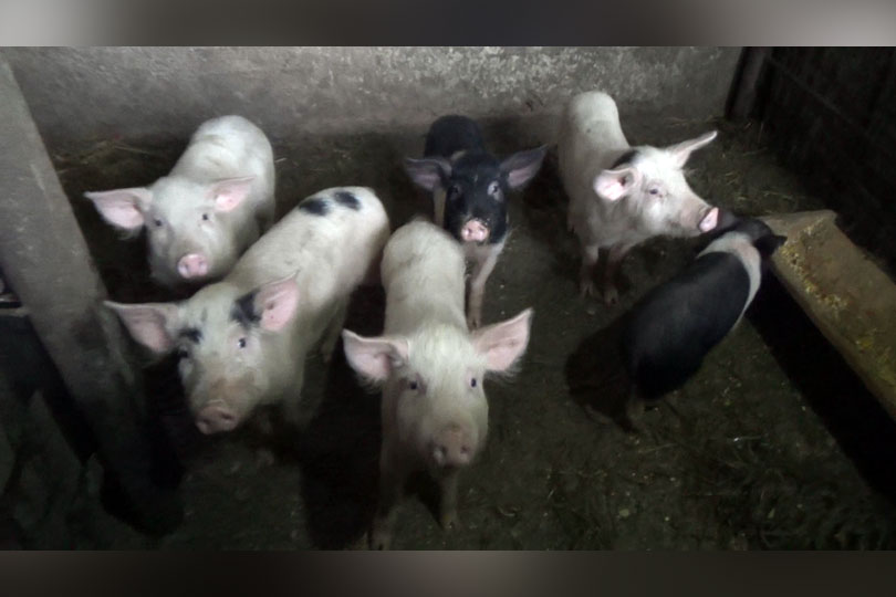 Porcul de Crăciun – prețul cărnii de porc cu două săptămâni înaintea sărbătorii VIDEO