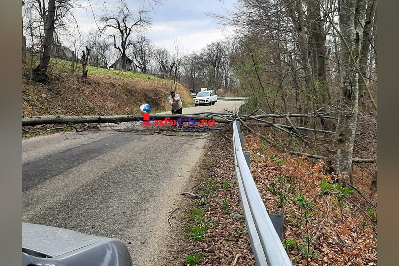 La un pas de tragedie – Un alt copac a căzut peste sosea pe drumul Reșița- Văliug EXCLUSIV VIDEO