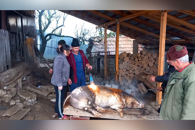 În Banatul Montan, sătenii au început să sacrifice porcii pentru Crăciun VIDEO
