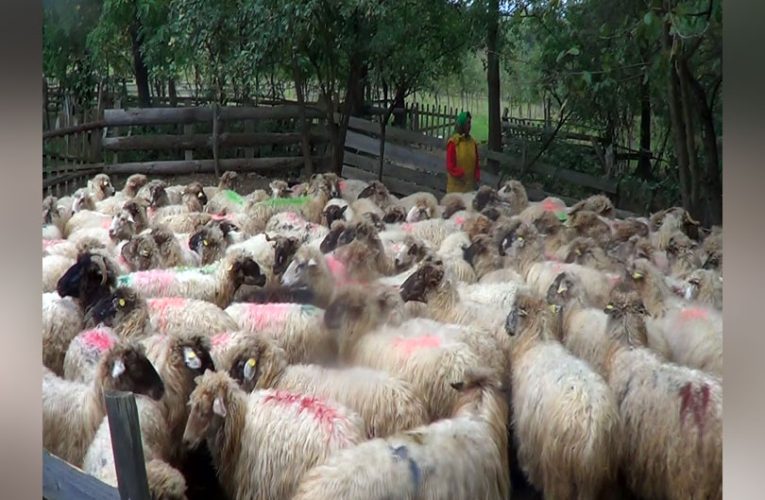 Ultimii crescători de oi de la poalele Munților Țarcu – O ciobăniță din Rusca duce tradiția mai departe VIDEO