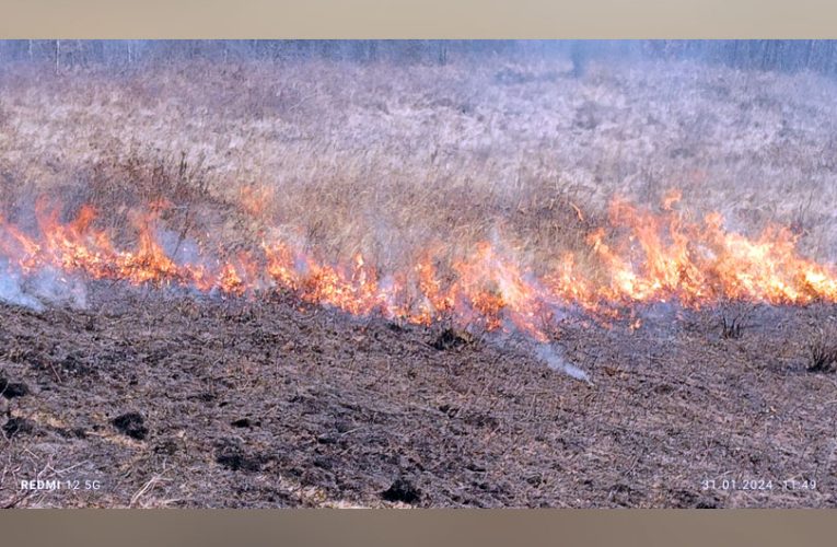Incendiu de vegetație in fânețele din Munții Locvei VIDEO