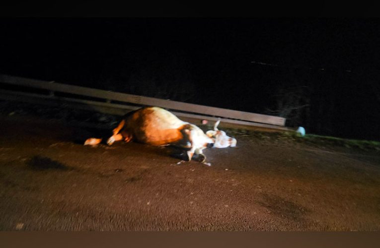 Cireadă de vaci lovită în plin de un autoturism la Brebu VIDEO