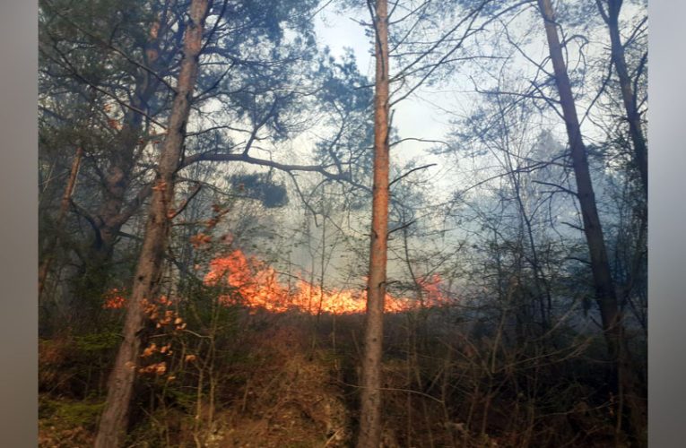Incendiu de vegetație la Anina – Focul a intrat în pădure VIDEO