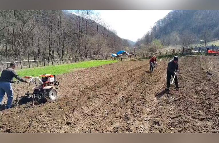 Agricultorii din Valea Almăjului semănă culturile de cartofi VIDEO
